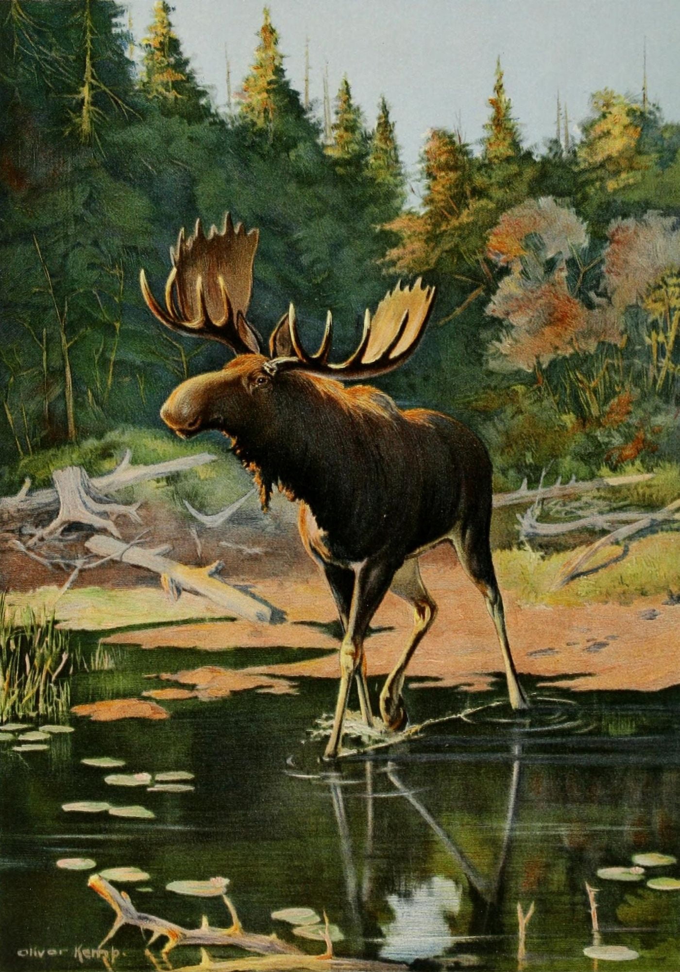 Commissioners of Fisheries NY 1899 Moose Canvas Art - Oliver Kemp (18 x 24)