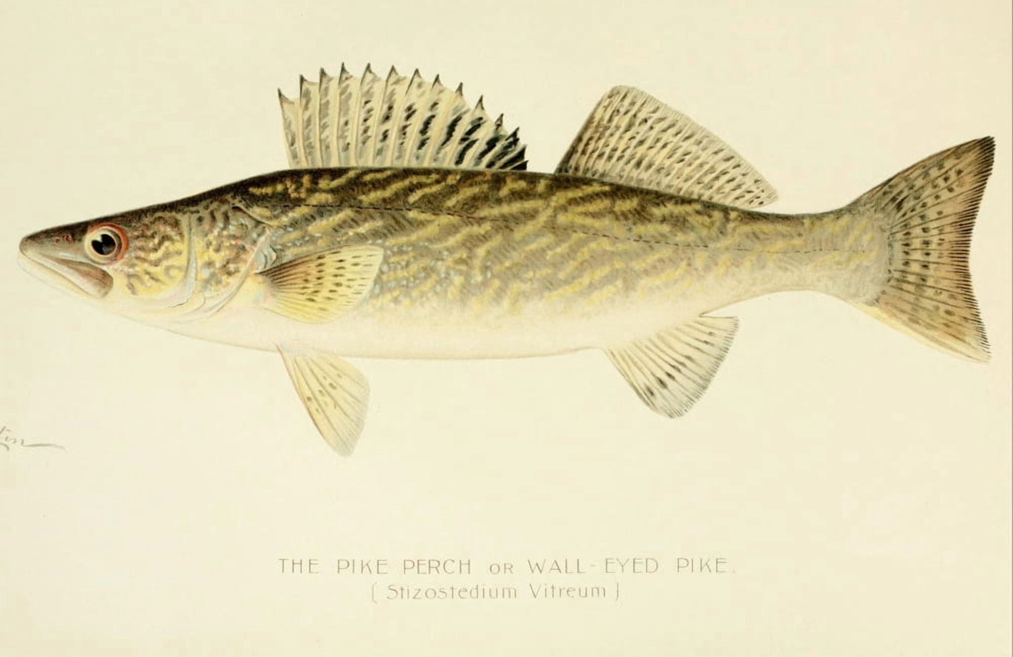 Commissioners of Fisheries NY 1899 Pike Perch Canvas Art - SF Denton (18 x 24)