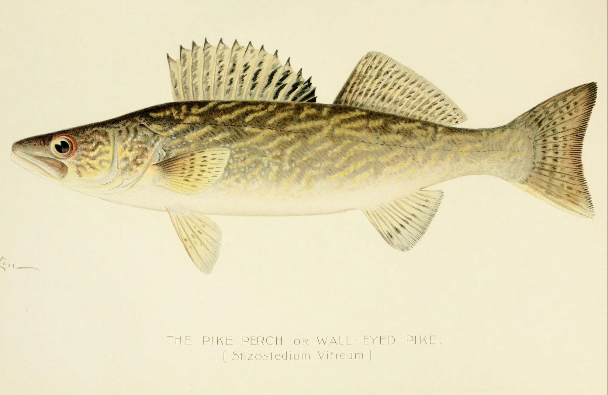 Commissioners of Fisheries NY 1899 Pike Perch Canvas Art - SF Denton (24 x 36)