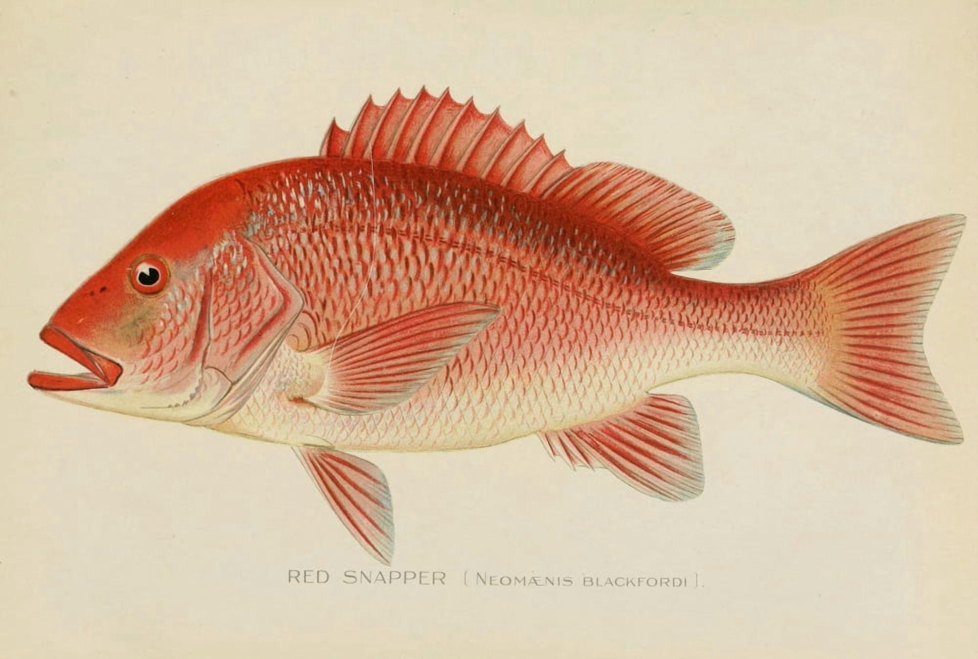 Commissioners of Fisheries NY 1899 Red Snapper Canvas Art - SF Denton (18 x 24)
