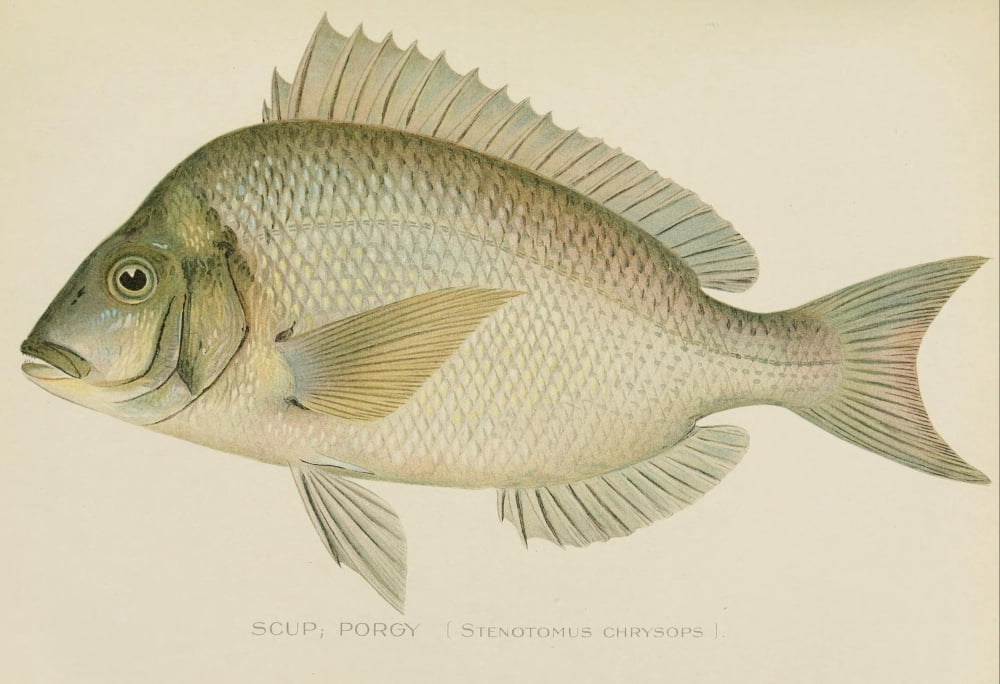Commissioners of Fisheries NY 1899 Scup Canvas Art - SF Denton (18 x 24)