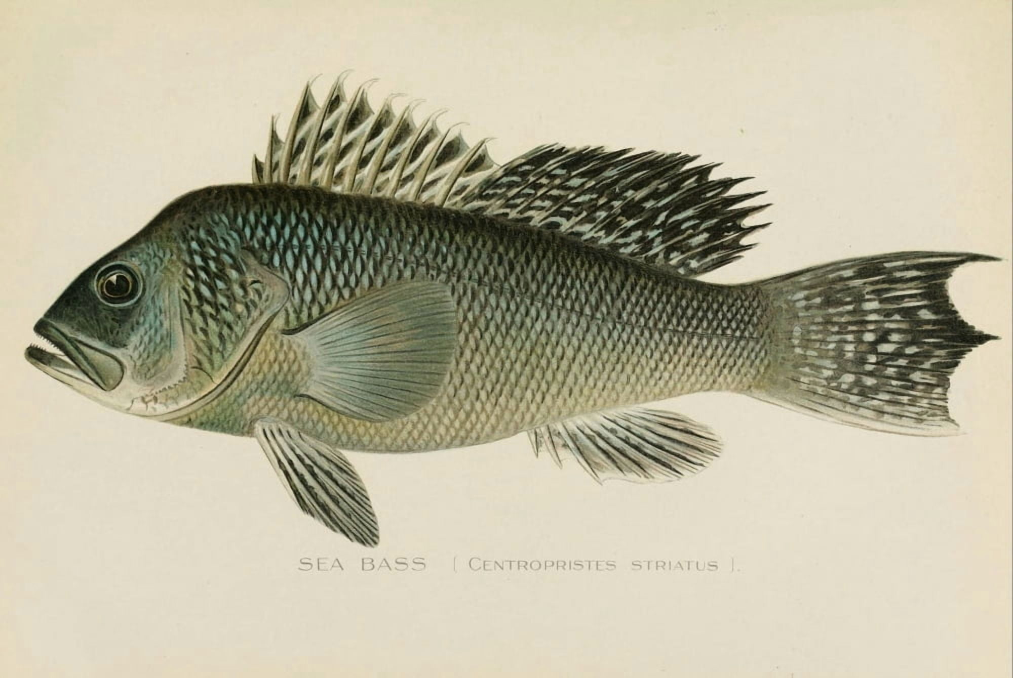 Commissioners of Fisheries NY 1899 Sea Bass Canvas Art - SF Denton (18 x 24)