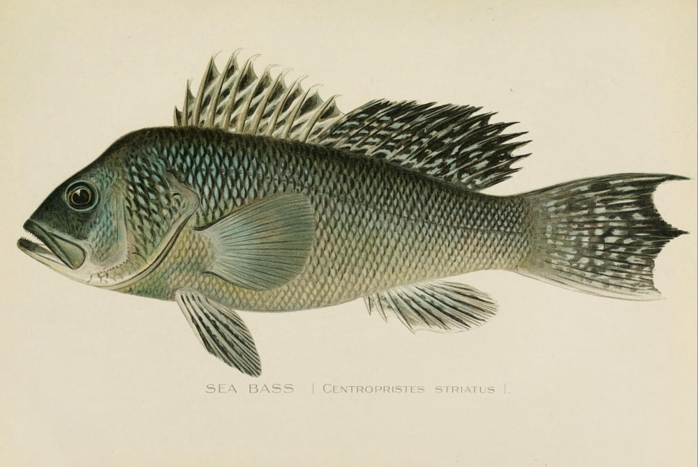 Commissioners of Fisheries NY 1899 Sea Bass Canvas Art - SF Denton (24 x 36)