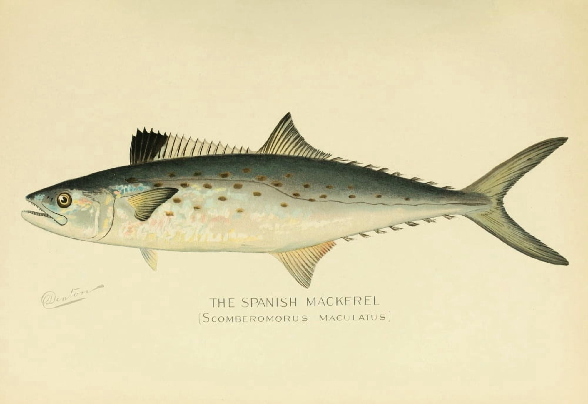 Commissioners of Fisheries NY 1899 Spanish Mackerel Canvas Art - SF Denton (18 x 24)