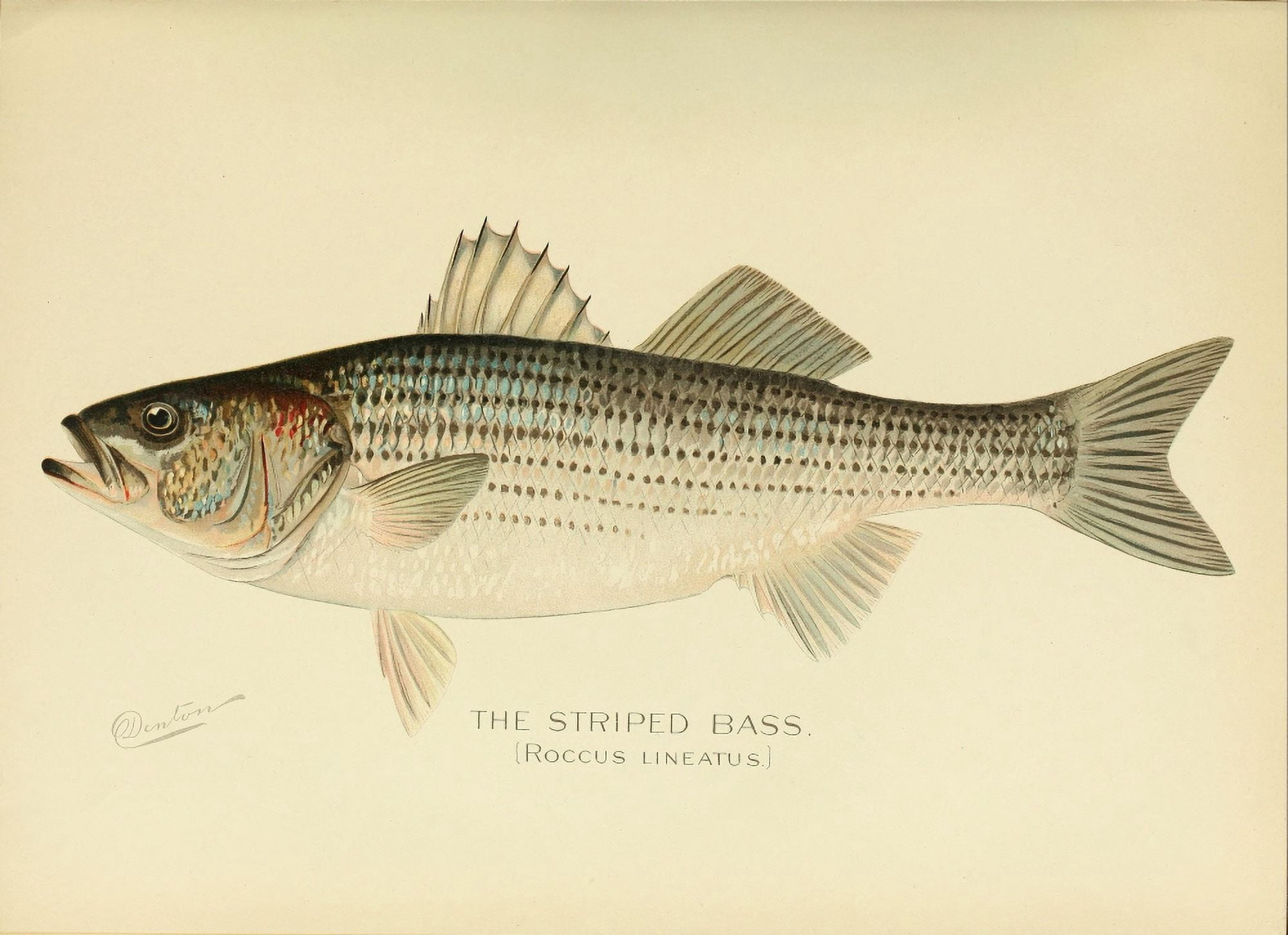 Commissioners of Fisheries NY 1899 Striped Bass Canvas Art - SF Denton (18 x 24)