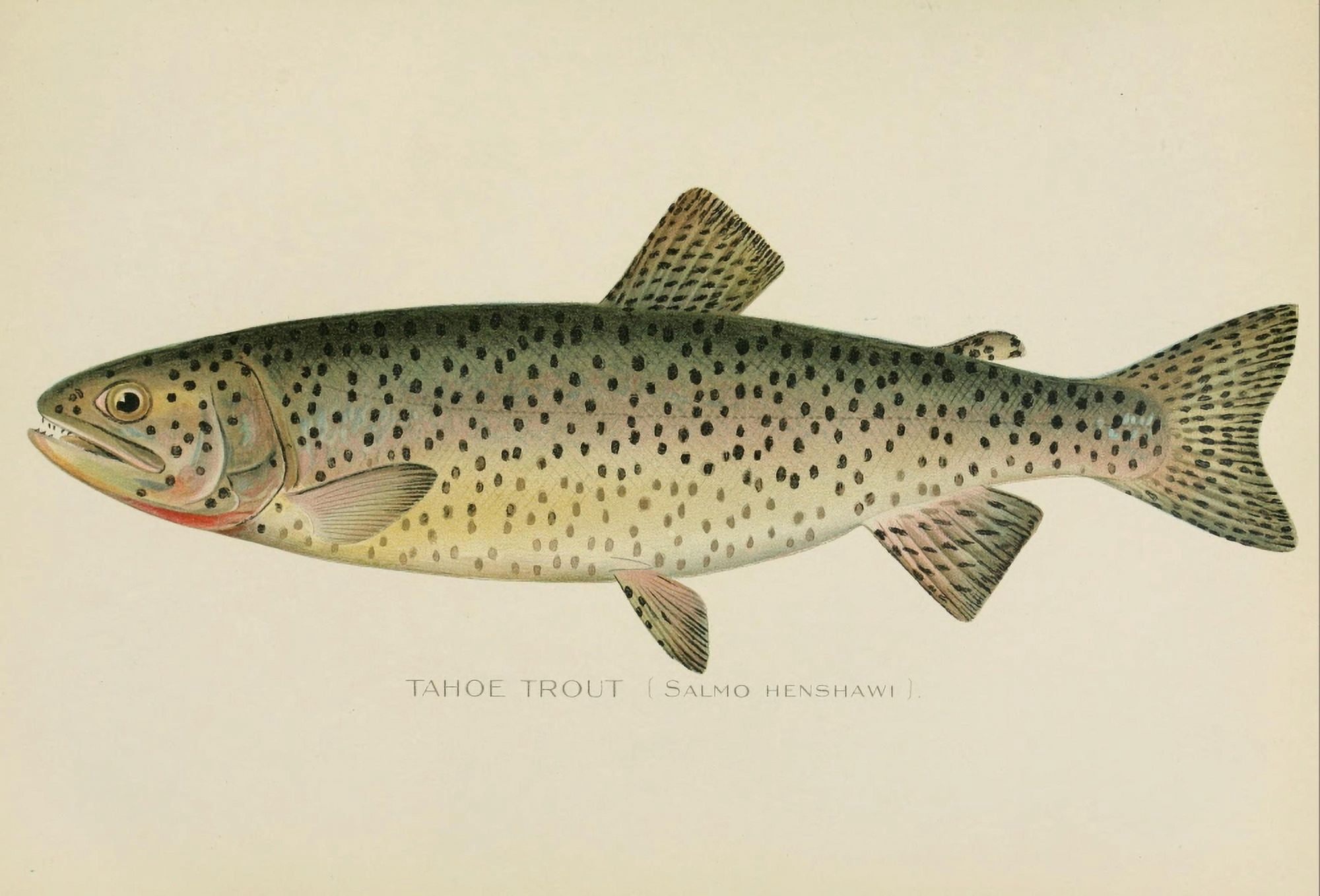 Commissioners of Fisheries NY 1899 Tahoe Trout Canvas Art - SF Denton (24 x 36)