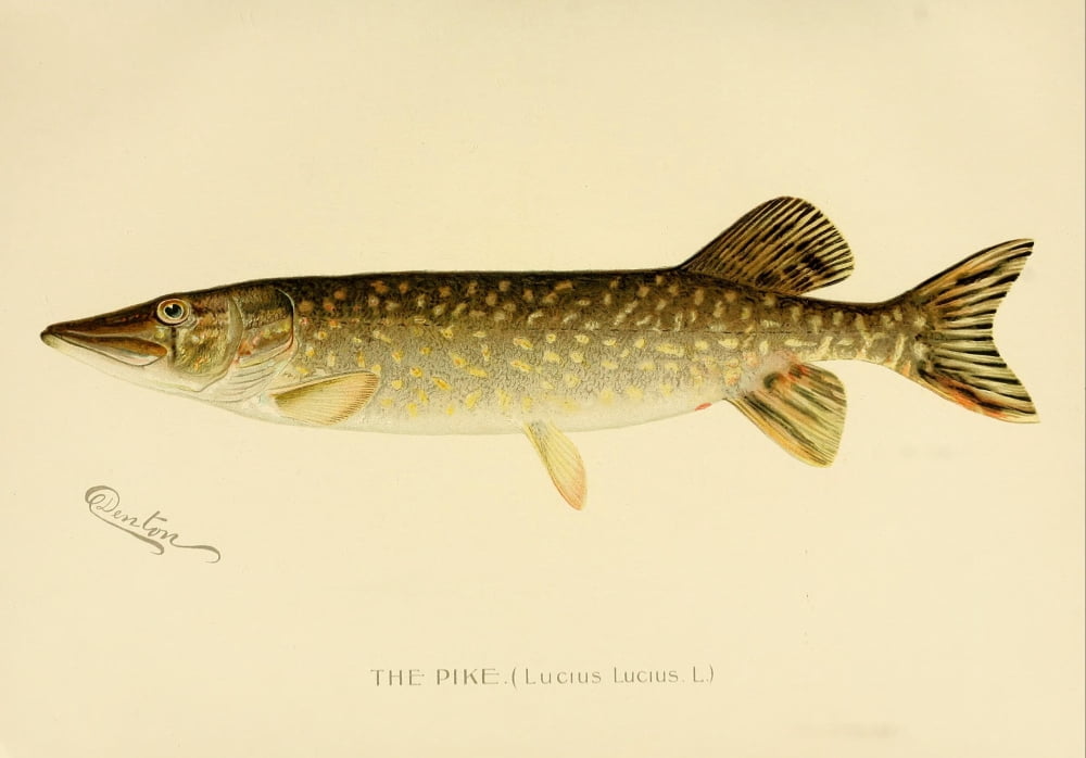 Commissioners of Fisheries NY 1899 The Pike Canvas Art - SF Denton (18 x 24)