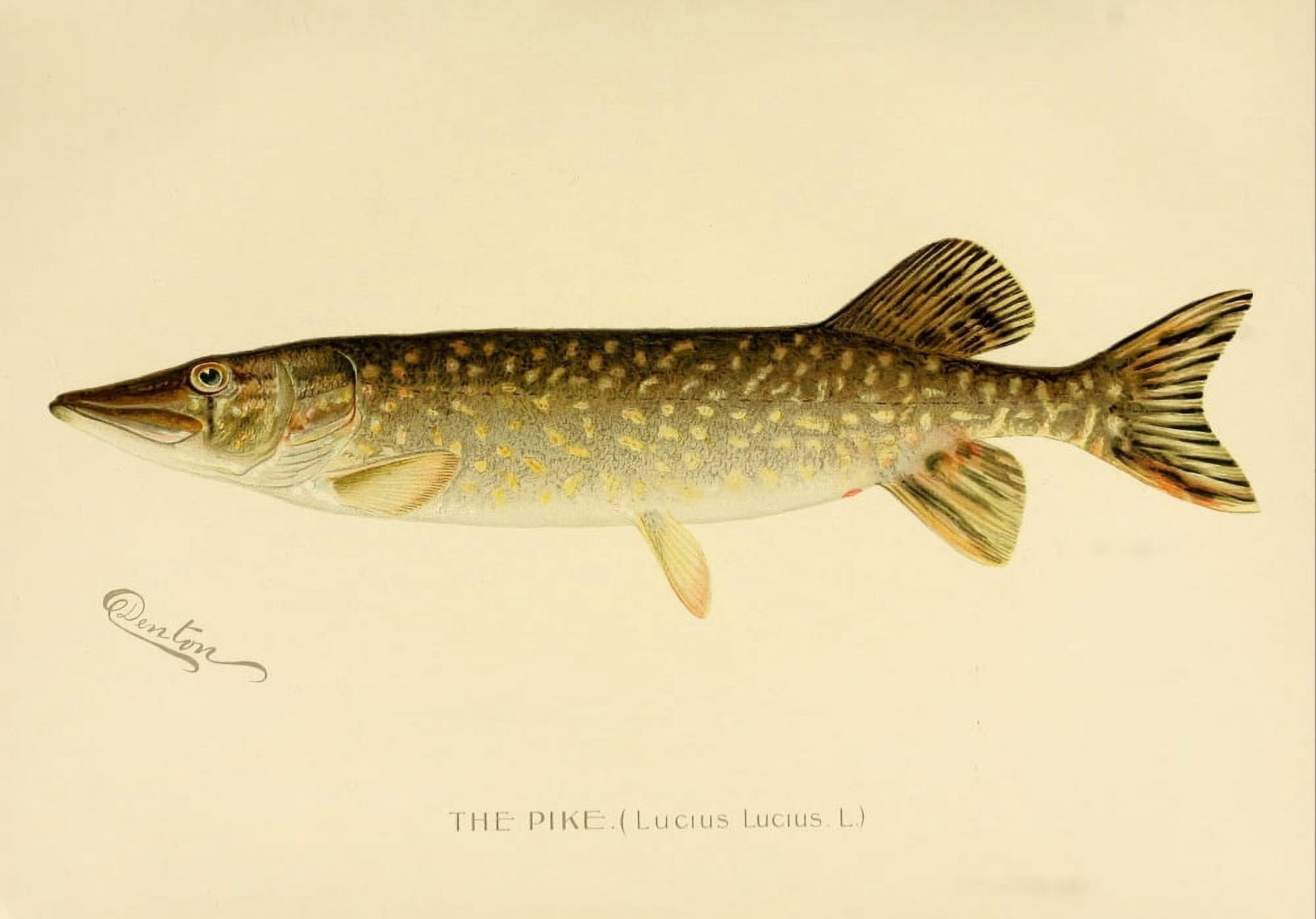 Commissioners of Fisheries NY 1899 The Pike Canvas Art - SF Denton (24 x 36)