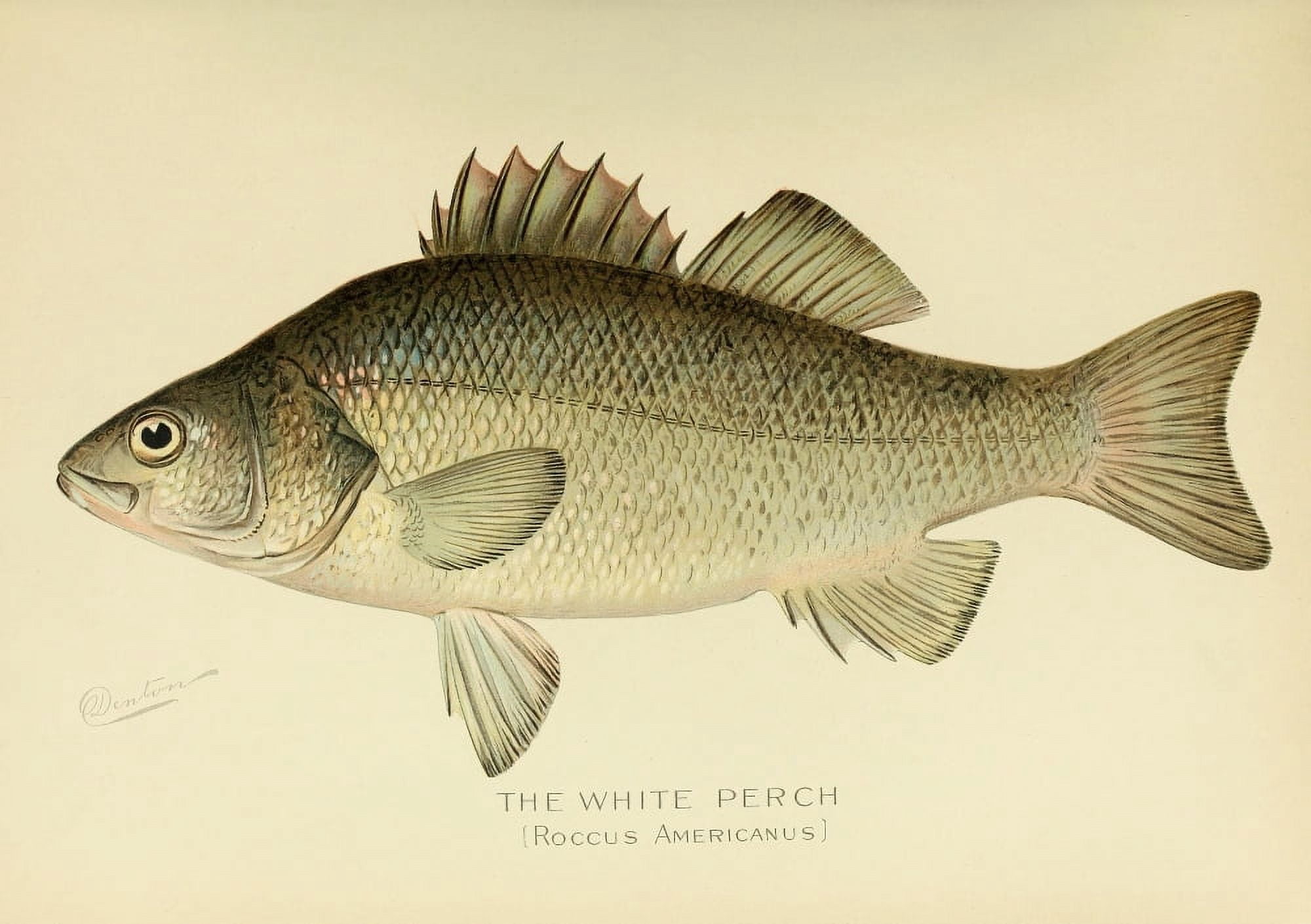 Commissioners of Fisheries NY 1899 White Perch Canvas Art - SF Denton (18 x 24)