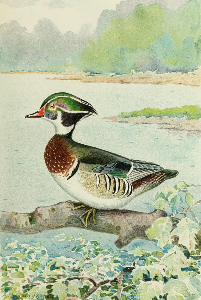 Commissioners of Fisheries NY 1899 Wood-duck Canvas Art - JL Ridgway (18 x 24)