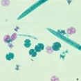 thumbnail image 1 of Common Algae Microscope Slide Set, 1 of 1