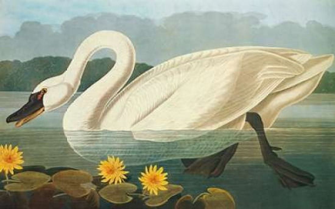Common American Swan Canvas Art - John James Audubon (24 x 36)