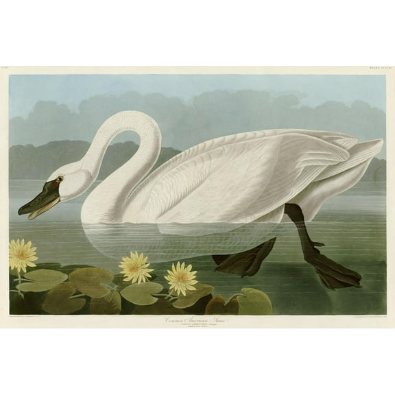 Art.com Common American Swan Giclee Print by John James Audubon, 18" x 12"
