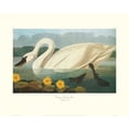 thumbnail image 1 of Common American Swan  Poster Print by John James Audubon, 1 of 1