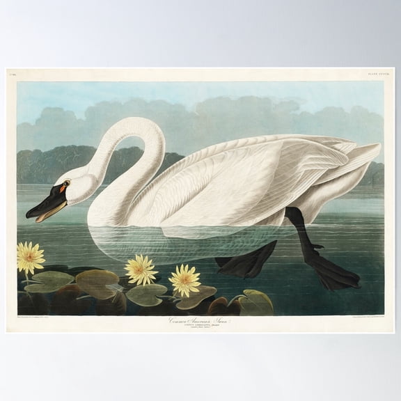 Common American Swan | White Swan | Vintage Swan | Audubon | Birds Of America | John James Audubon | Poster Wall Art, Modern Wall Decor For Living Room Bedroom, 24x36 UNFRAMED