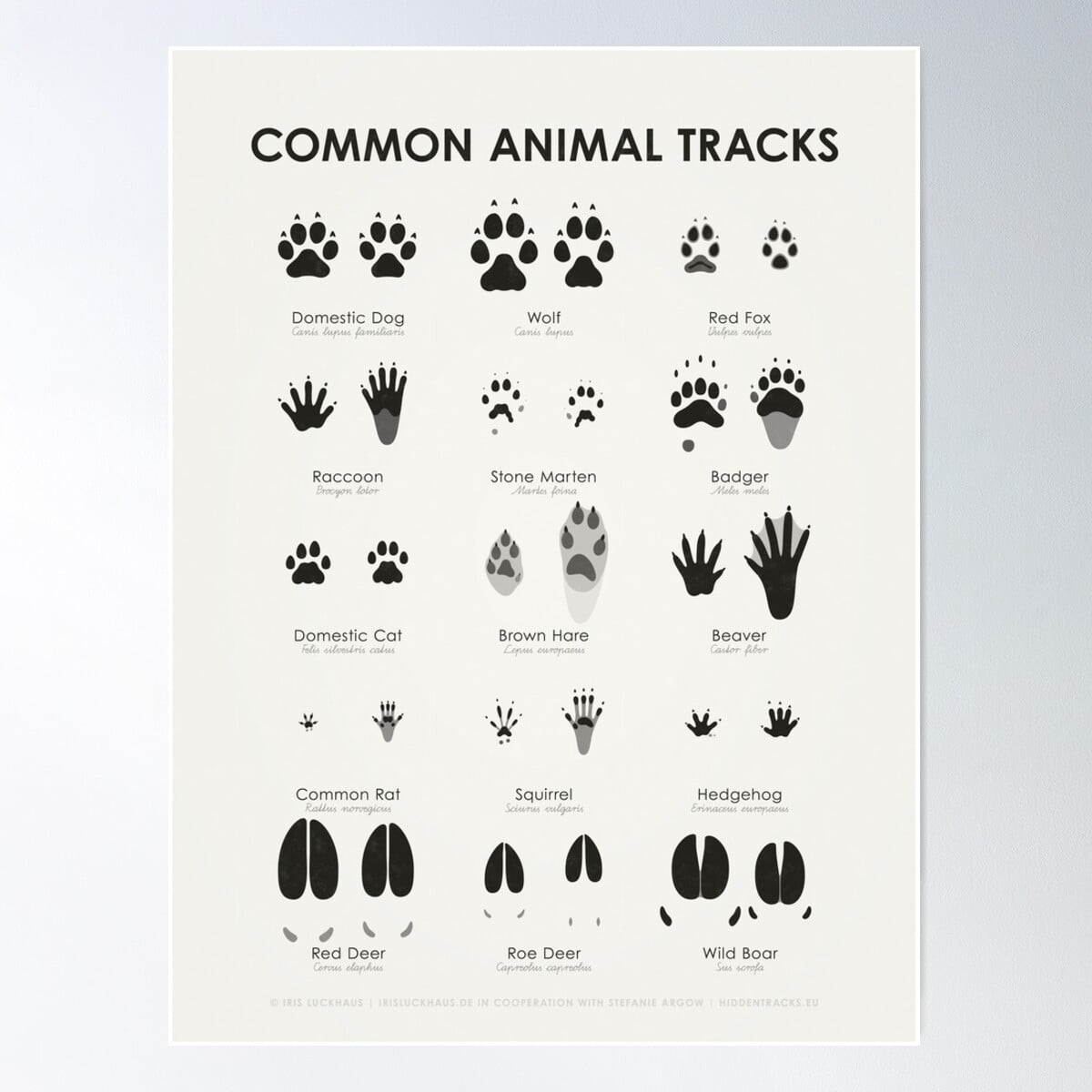 Common Animal Tracks Identification Chart (Hidden Tracks) Poster Wall