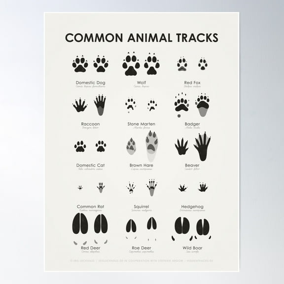 Common Animal Tracks Identification Chart (Hidden Tracks) Poster Wall Art, Modern Wall Decor For Living Room Bedroom, 8x12 UNFRAMED