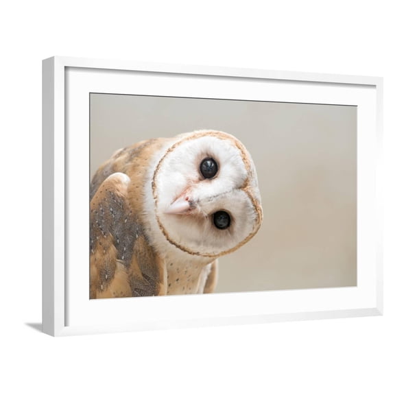 Common Barn Owl ( Tyto Albahead ) Head close Up Framed Photographic Print by Anan Kaewkhammul, 24" x 16", Sold by Art.com