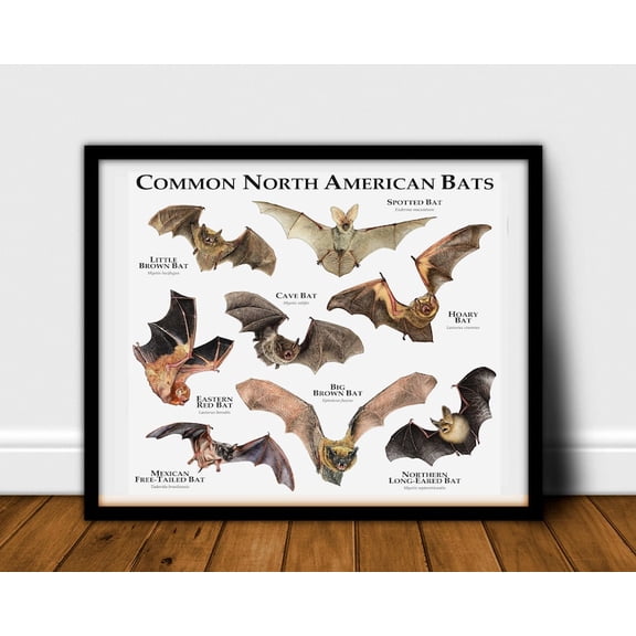 Common Bats Of North America Poster, Unframed Paper Poster 8x10in