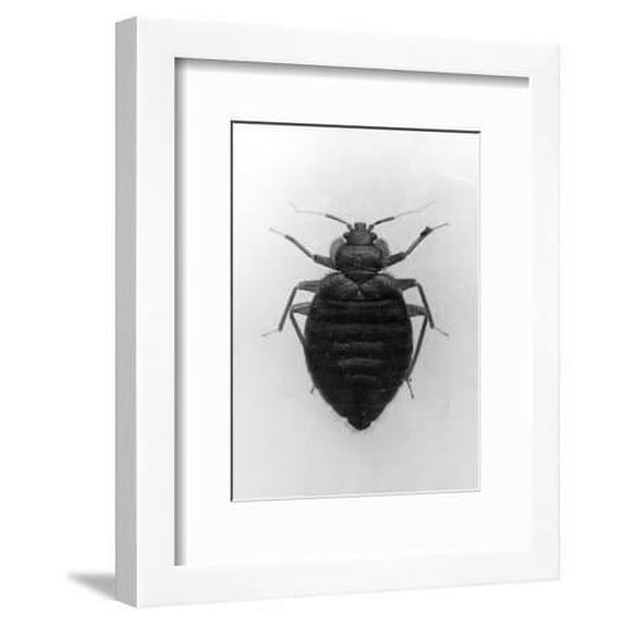 Common Bed Bug, Framed Art Print Wall Art Sold by Art.Com