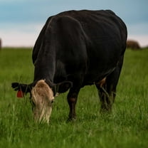 Common Bermuda Pasture Grass Seed - 50 LBS