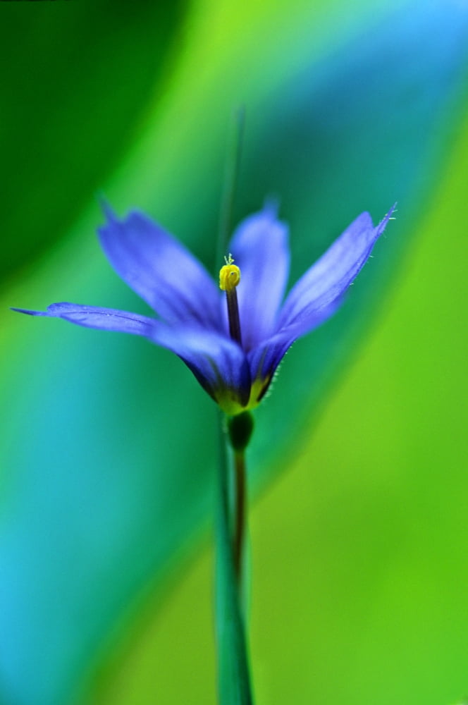 Common Blue Eyed Grass (Sisyrinchium Montanum) Canvas Art - Robert Postma Design Pics (24 x 36)
