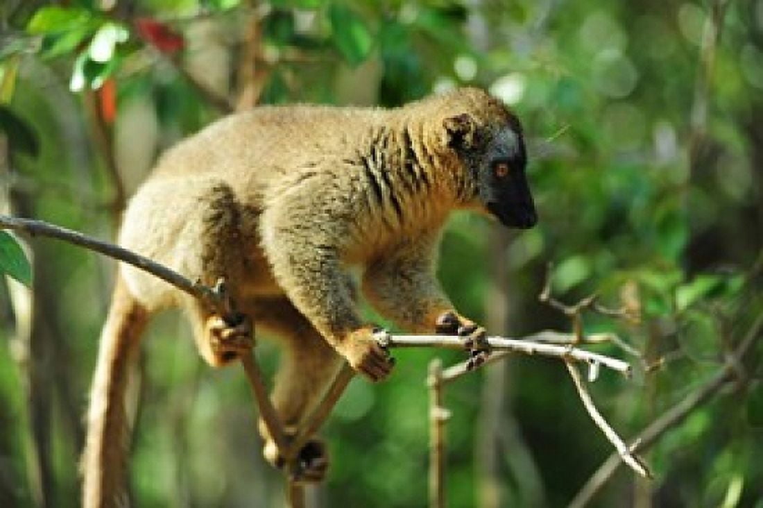 Common Brown Lemur on branch Ile Aux Lemuriens Andasibe Madagascar Canvas Art - Anthony Asael DanitaDelimont (29 x 19)