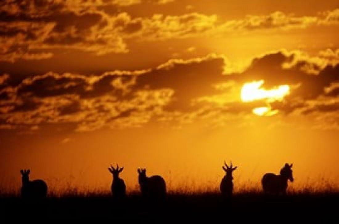 Common Burchellis Zebras and Topi Masai Mara Game Reserve Kenya Canvas Art - Alison Jones DanitaDelimont (17 x 11)