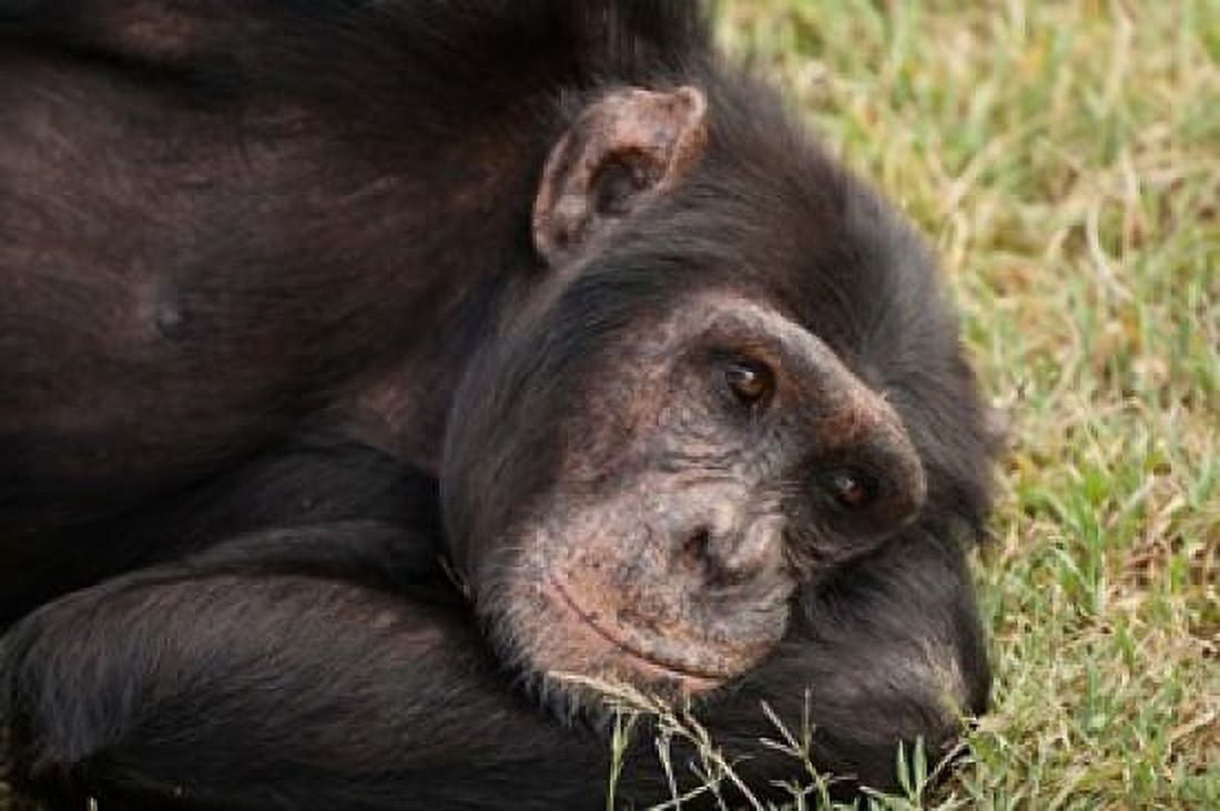 Common Chimpanzee Sweetwater Conservancy Kenya Canvas Art - Joe & Mary Ann McDonald DanitaDelimont (26 x 18)