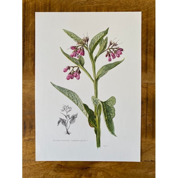 Common Comfrey Botanical Print, Unframed Paper Poster 16x20in