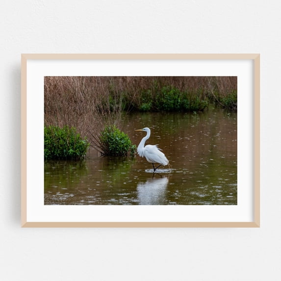 Common Egret in the Rain - York Pennsylvania Photography Wildlife Bird Nature Water Lake Scenic Wilderness Oak Framed Wall Art Print 16 x 24 inches