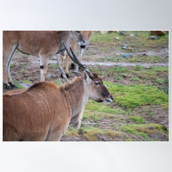 Common Eland Antelope Poster Wall Art, Modern Wall Decor For Living Room Bedroom, 24x36 UNFRAMED