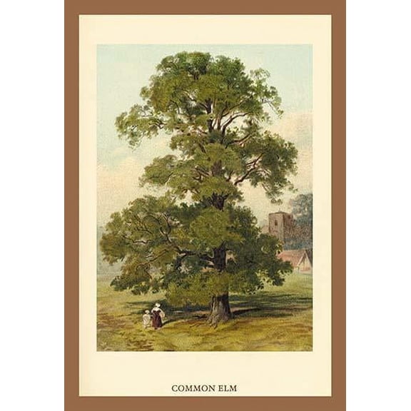 Common Elm- Fine Art Canvas Print (20" x 30")