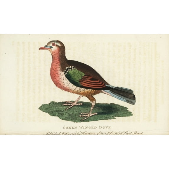 Common Emerald Dove, Chalcophaps Indica Poster Print By ® Florilegius Mary Evans (24 X 18)