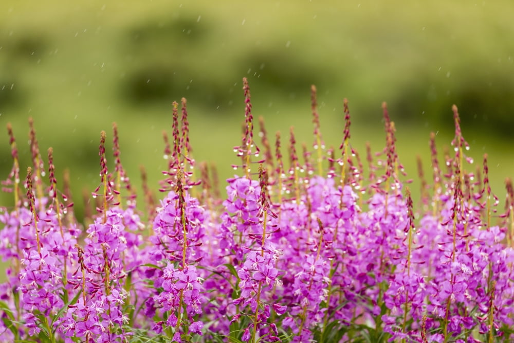 Common Fireweed (Epilobium augustifolium) lines the Denali Park Road at Sable Pass in Denali National Park in Interior Alaska Summer Canvas Art - Ray Bulson Design Pics (19 x 12)