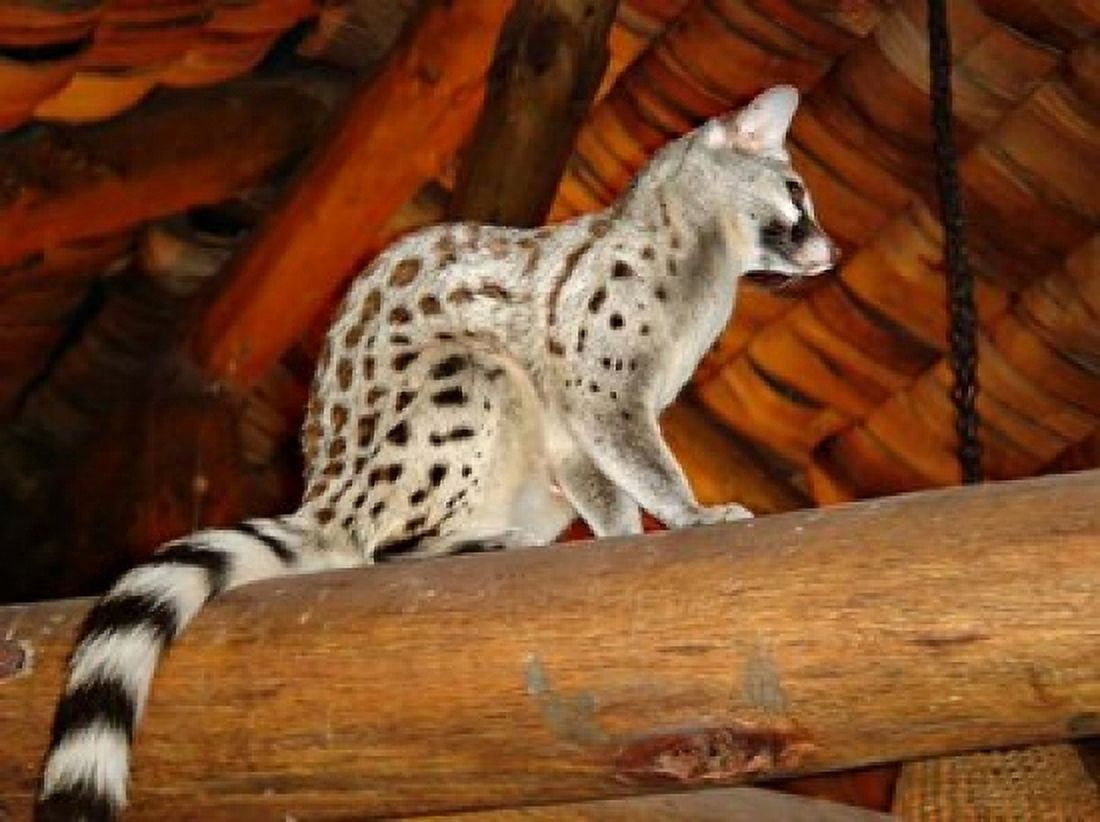 Common Genet in the Ndutu Lodge Tanzania Canvas Art - Charles Sleicher DanitaDelimont (36 x 27)