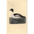 thumbnail image 1 of Common Goldeneye, Bucephala Clangula Poster Print By ® Florilegius Mary Evans (18 X 24), 1 of 3