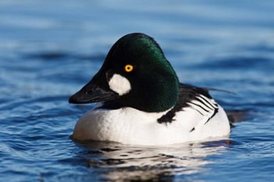 Common Goldeneye Drake Vancouver British Columbia Canada Canvas Art - Rick A Brown DanitaDelimont (20 x 13)