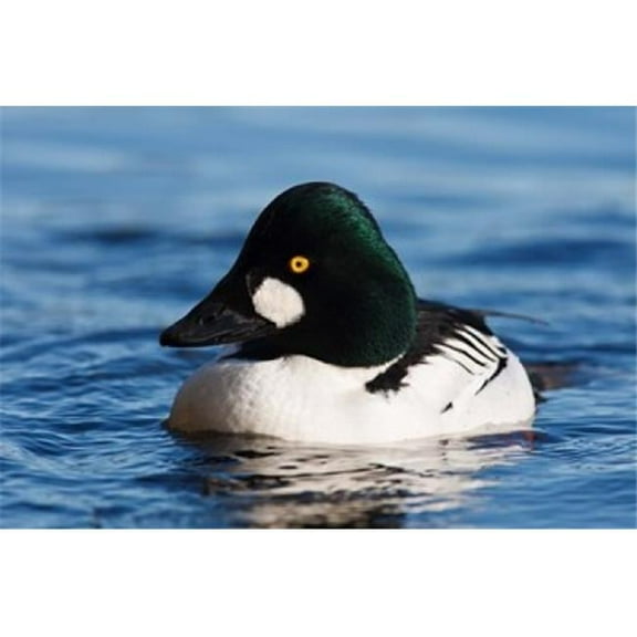 Common Goldeneye Drake Vancouver British Columbia Canada Poster Print by Rick a Brown - 20 x 13 in.