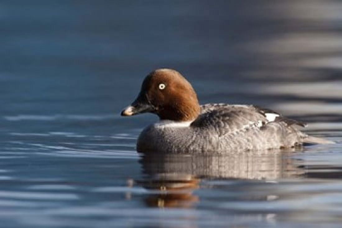 Common Goldeneye Hen Vancouver British Columbia Canada Canvas Art - Rick A Brown DanitaDelimont (19 x 13)