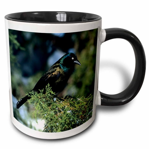 3drose, Common Grackle in Juniper Tree in Winter, Marion, Il, 15oz Two-tone Black Mug