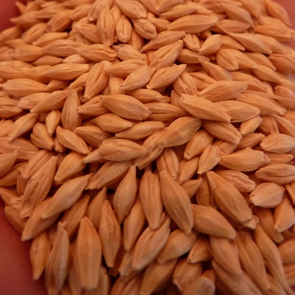 Common Grain Barley - 1 LB ~8,000 Seeds - Non-GMO, Open Pollinated Grain Seeds - Hordeum vulgare