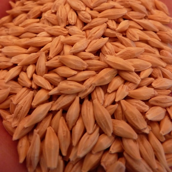 Common Grain Barley - 1 OZ ~500 Seeds - Non-GMO, Open Pollinated Grain Seeds - Hordeum vulgare
