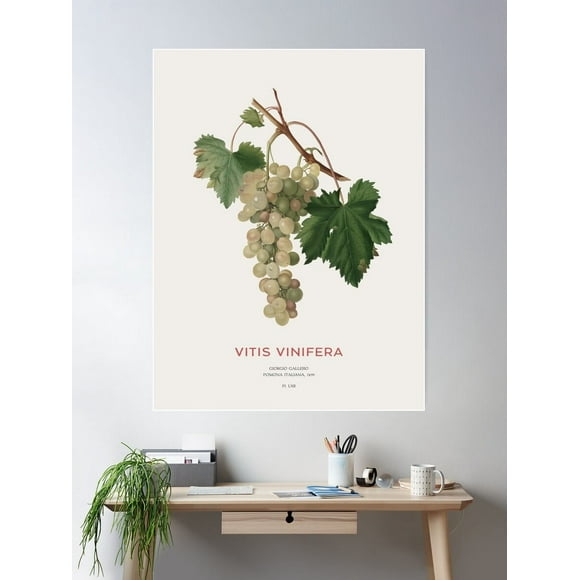 Common Grape Vine Or Vitis Vinifera Poster Wall Art, Modern Wall Decor For Living Room Bedroom, 24x36 UNFRAMED