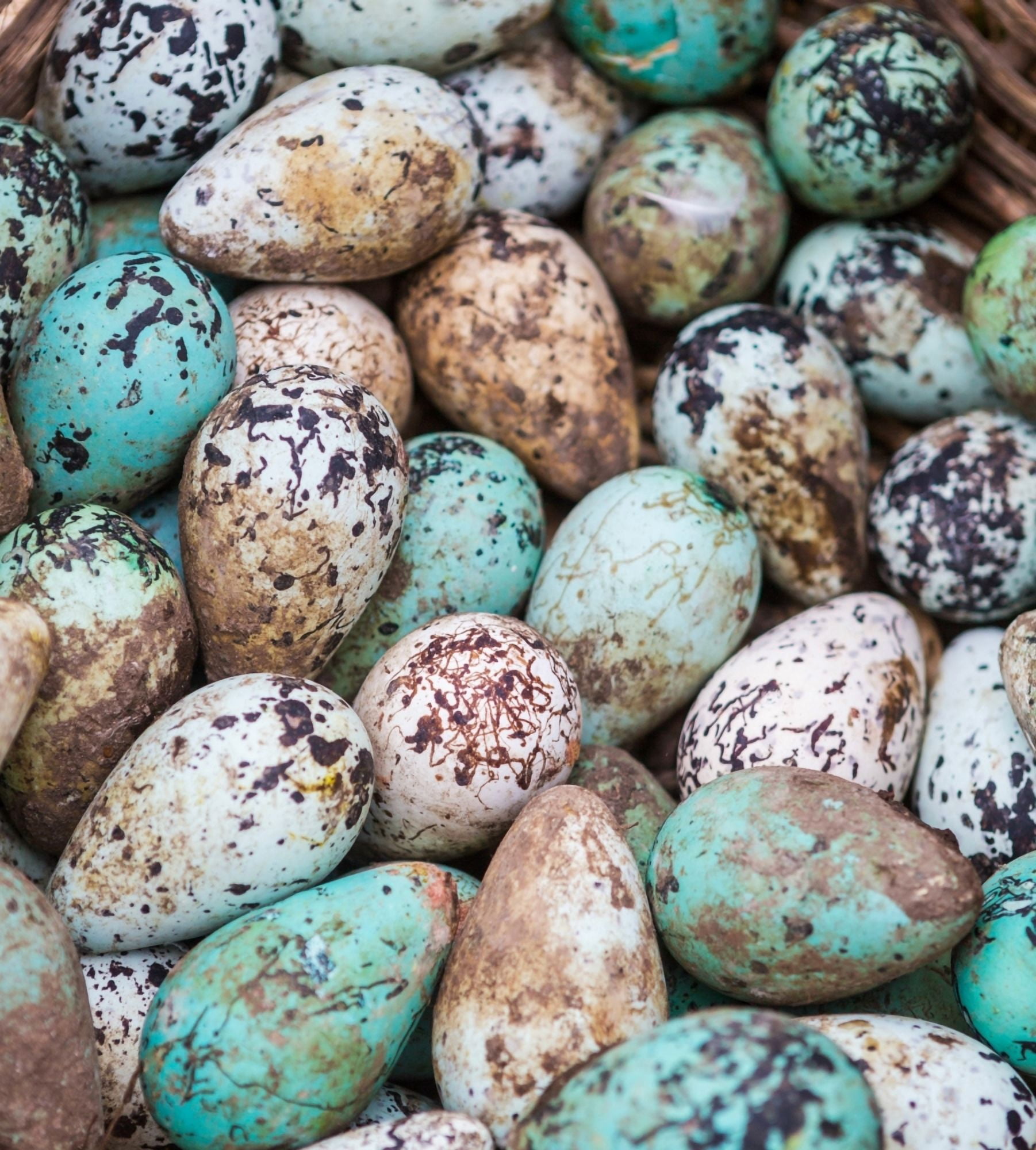 Common Guillemot eggs (Uria aalge) Ingolfshofdi Iceland Canvas Art - Panoramic Images (24 x 24)