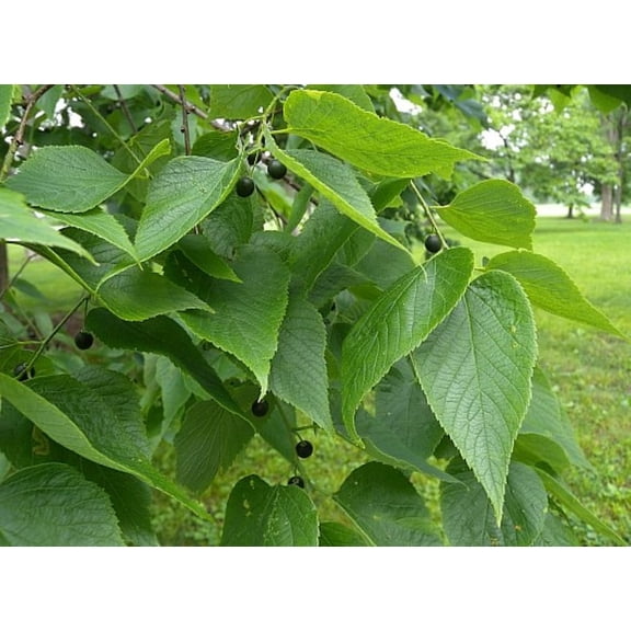 Common Hackberry Tree Live Plant 12 ft Tall, Celtis Occidentalis Bare Root Tree for Outdoor Planting
