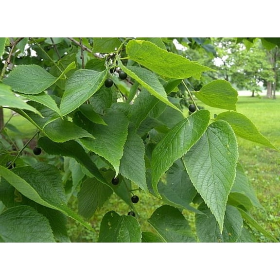 Set of 2 Common Hackberry Tree Live Plant 12 ft Tall, Celtis Occidentalis Bare Root Tree for Outdoor Planting