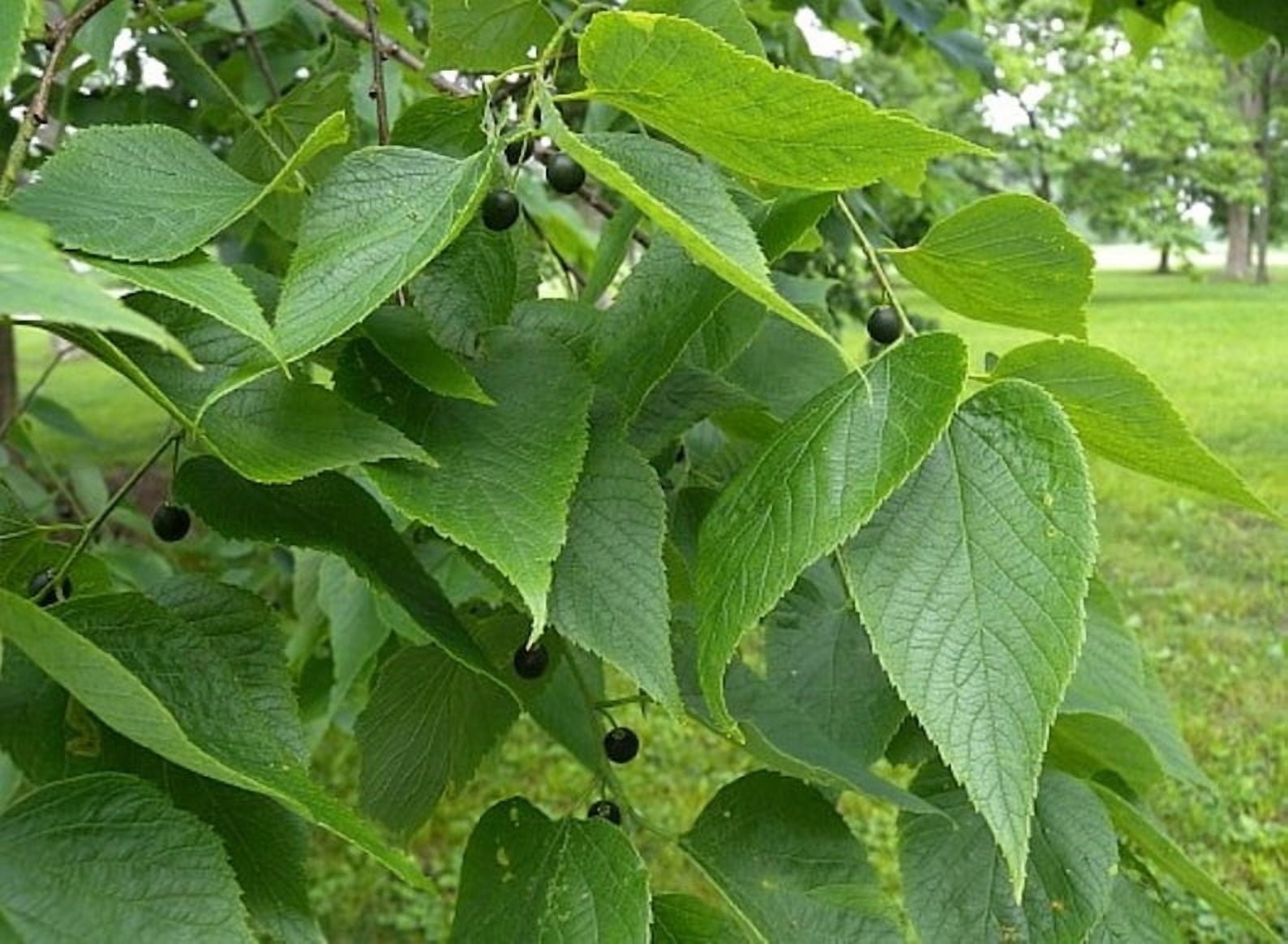 Set of 2 Common Hackberry Tree Live Plant 1–2 ft Tall, Celtis ...