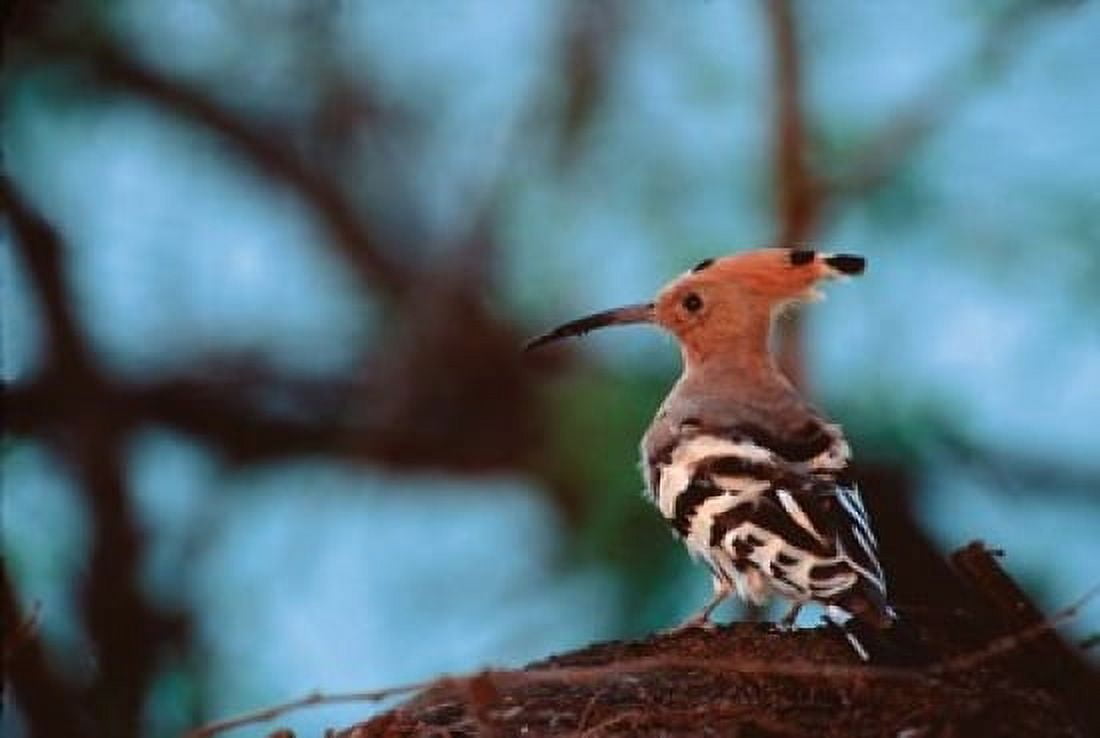 Common Hoopoe in Bandhavgarh National Park India Canvas Art - Dee Ann Pederson DanitaDelimont (18 x 24)