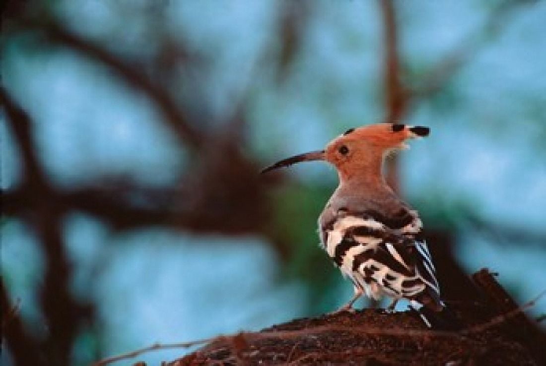 Common Hoopoe in Bandhavgarh National Park India Canvas Art - Dee Ann Pederson DanitaDelimont (25 x 36)
